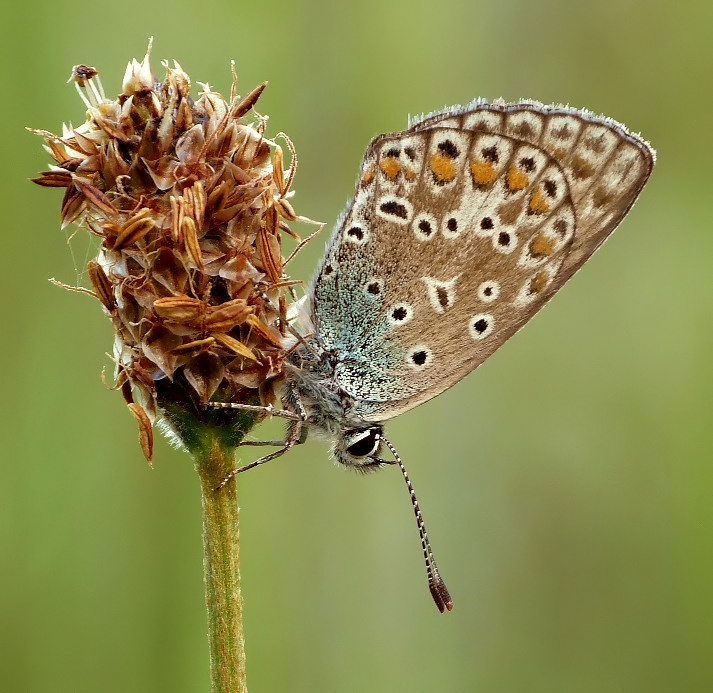 Polyommatus icarus - Lycaenidae